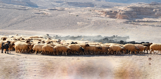 Schafherde in Jordanien | Photo: N. Benecke